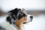 Australian Shepherd Portrait