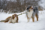 playing Australian Shepherds