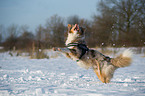 jumping Australian Shepherd