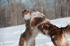 playing Australian Shepherds