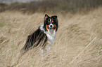 sitting Australian Shepherds