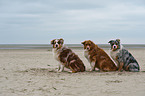 sitting Australian Shepherds