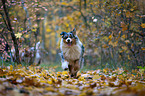 running Australian Shepherd