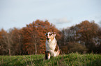 sitting Australian Shepherd