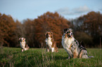 sitting Australian Shepherds