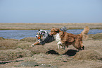 playing Australian Shepherds