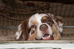 Australian Shepherd Portrait