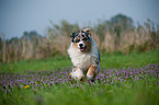 running Australian Shepherd