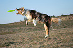 playing Australian Shepherd