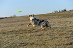 playing Australian Shepherd