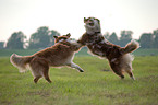 playing Australian Shepherds