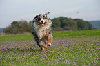 playing Australian Shepherd