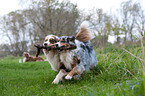 playing Australian Shepherds