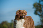 Australian Shepherd Portrait