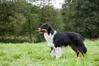 standing Australian Shepherd