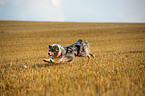 playing Australian Shepherd