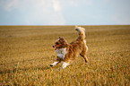 running Australian Shepherd