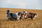 playing Australian Shepherds