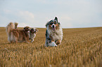 running Australian Shepherds