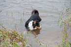 bathing Australian Shepherd