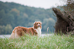 standing Australian Shepherd