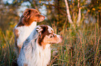 Australian Shepherd Portrait