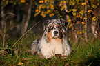 lying Australian Shepherd