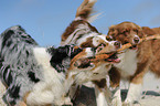 playing Australian Shepherds