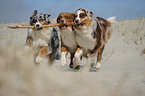 playing Australian Shepherds