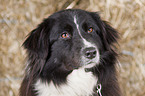 Australian Shepherd Portrait