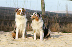 Australian Shepherds