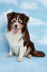 sitting Australian Shepherd