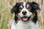 Australian Shepherd