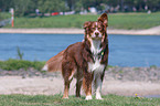 Australian Shepherd