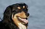 Australian Shepherd Portrait