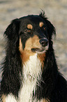 Australian Shepherd Portrait