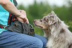 Australian Shepherd Profil