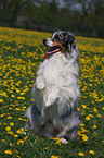 Australian Shepherd shows trick