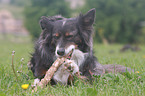 Australian Shepherd with stick