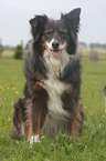 sitting Australian Shepherd