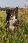 sitting Australian Shepherd