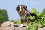 Australian Shepherd Puppy