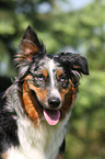 Australian Shepherd Portrait