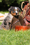 Australian Shepherd Puppy