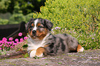 Australian Shepherd Puppy