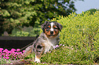 Australian Shepherd Puppy