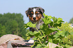 Australian Shepherd Puppy