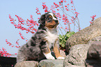 Australian Shepherd Puppy