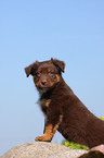 Australian Shepherd Puppy