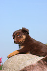 Australian Shepherd Puppy